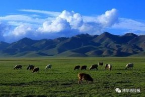 巴斯的草原,自然奇观与生态宝库的绿色画卷