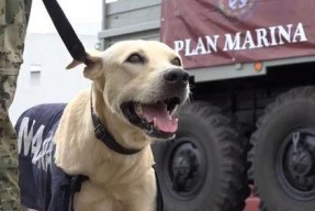 救援狗,守护生命的忠诚伙伴